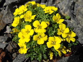 Morisia monanthos